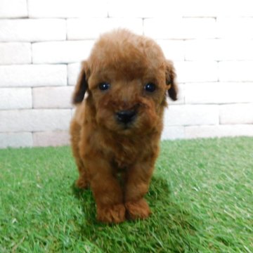 トイプードル(トイ)【三重県・女の子・2025年11月4日・レッド】の写真「とてもかわいい子犬が生まれました。」