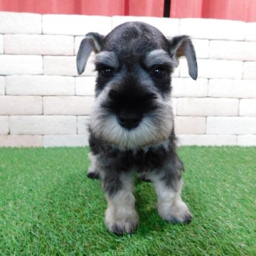 ミニチュアシュナウザー【三重県・男の子・2025年9月13日・ソルトアンドペッパー】の写真「販売終了日がある子犬になります。」