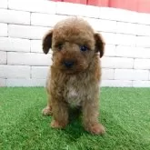 タイニープードル