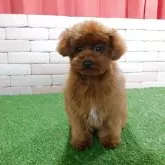 タイニープードル