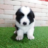 ボーダーコリー