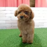 タイニープードル