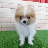 ポメラニアン【三重県・女の子・2025年9月27日・オレンジパーティー】の写真1