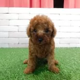 タイニープードル