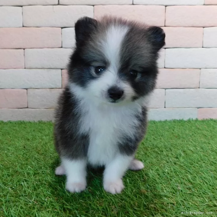 ID：2406-03256の子犬