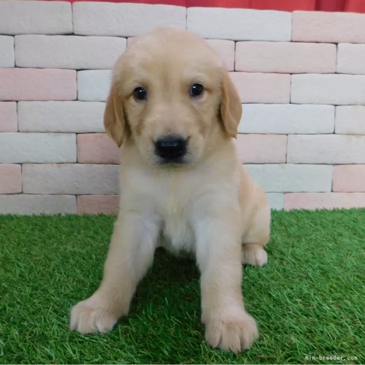 M.T 様のお迎えした子犬