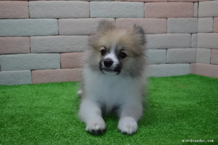 ID:1701-02068の子犬