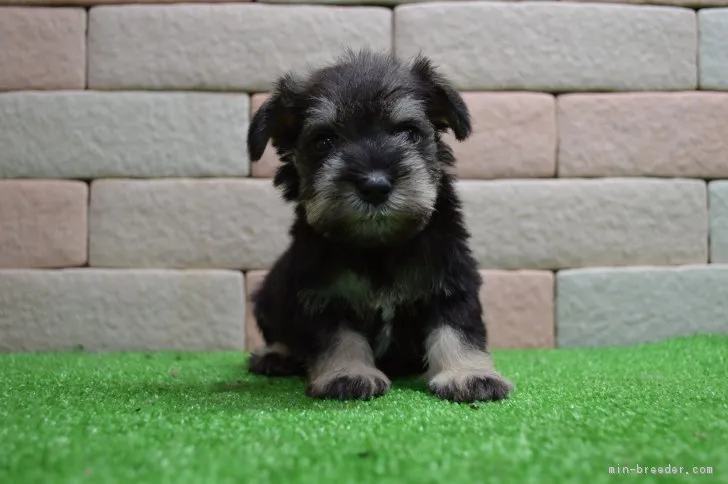 ID:1704-01310の子犬