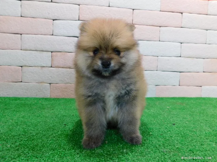 ID：2101-02005の子犬