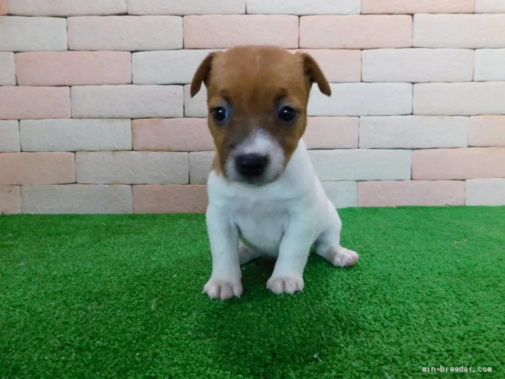 ID:2105-01613の子犬