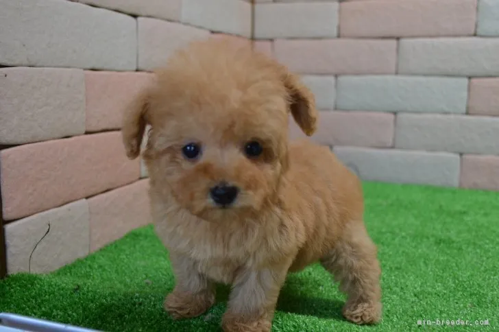 ID：1702-01185の子犬