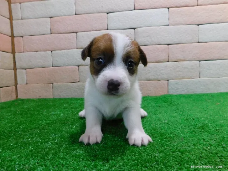 ID:2009-00566の子犬