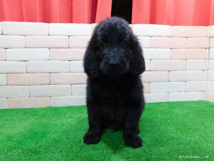 ID:2012-00360の子犬