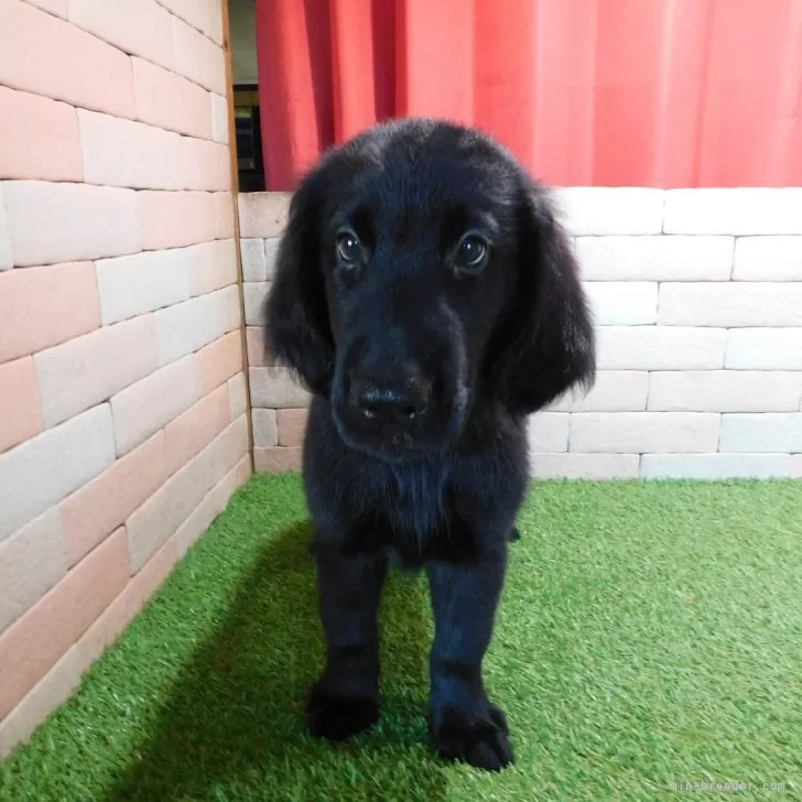 E.N 様のお迎えした子犬