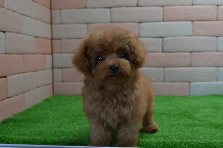 ID:1609-00180の子犬