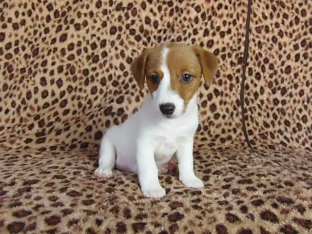 ID:1409-00142の子犬