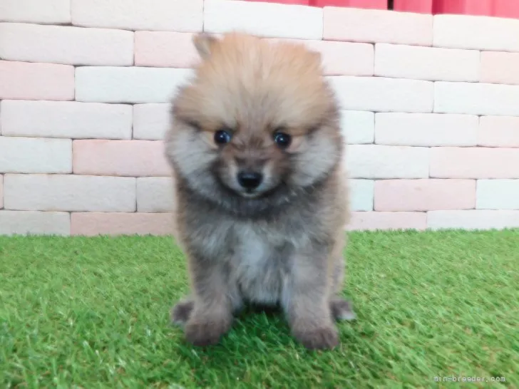 ID:2203-03054の子犬