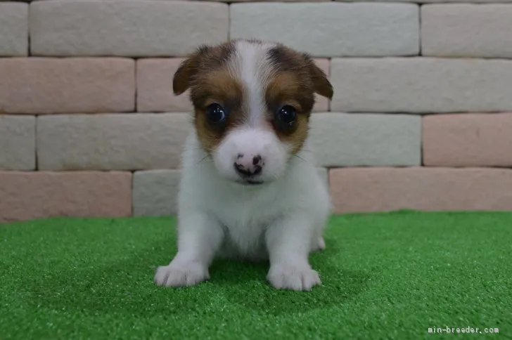 ID:1906-01487の子犬