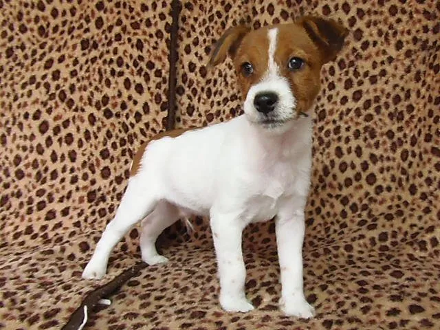 ID：1409-00647の子犬