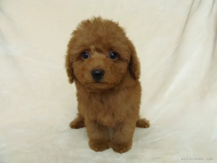 ID：1603-00019の子犬