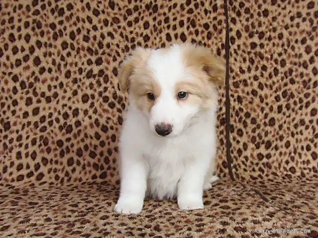 ID：1602-00086の子犬