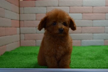 トイプードル(タイニー)【三重県・男の子・2016年8月21日・レッド】の写真「」
