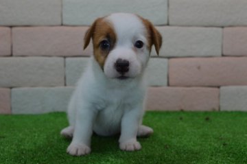 ジャックラッセルテリア【三重県・女の子・2017年6月7日・ホワイト&タン】の写真「とてもかわいい子犬が生まれました。」