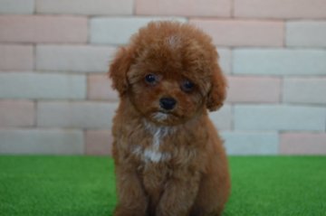 トイプードル(タイニー)【三重県・女の子・2017年5月15日・レッド】の写真「とてもかわいい子犬が生まれました。」