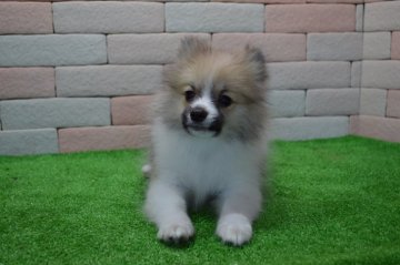 ポメラニアン【三重県・男の子・2016年12月19日・パーティー】の写真「とてもかわいい子犬です。」