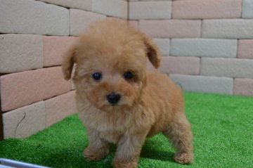 トイプードル(タイニー)【三重県・男の子・2017年1月9日・アプリコット】の写真「とてもかわいい子犬です。」