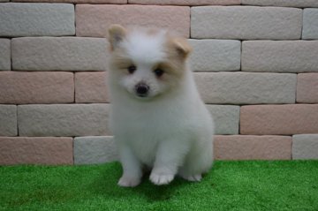 ポメラニアン【三重県・男の子・2017年1月20日・パーティー】の写真「とてもかわいい子犬です。」