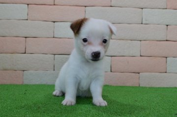 ジャックラッセルテリア【三重県・女の子・2019年5月2日・ホワイト&タン】の写真「とてもかわいい子犬が生まれました。。」