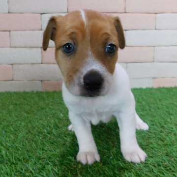 ジャックラッセルテリア【三重県・女の子・2024年2月4日・ホワイト&タン】の写真「とてもかわいい子犬が生まれました。。」