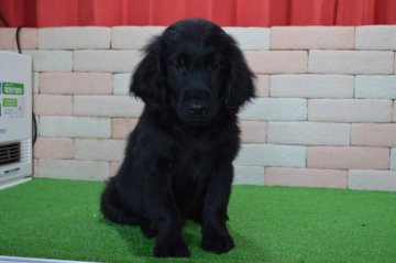 フラットコーテッドレトリバー【三重県・女の子・2019年2月27日・ブラック】の写真「とてもかわいい子犬が生まれました。」