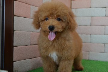 トイプードル(タイニー)【三重県・男の子・2017年3月25日・レッド】の写真「とてもかわいい子犬が生まれました。」