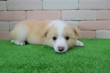 ボーダーコリー【三重県・女の子・2017年4月16日・レッド&ホワイト】の写真「とてもかわいい子犬が生まれました。」