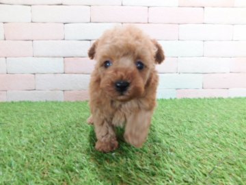 トイプードル(タイニー)【三重県・女の子・2022年2月28日・レッド】の写真「とてもかわいい子犬が生まれました。」