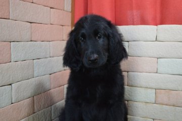 フラットコーテッドレトリバー【三重県・男の子・2019年3月12日・ブラック】の写真「とてもかわいい子犬が生まれました。」