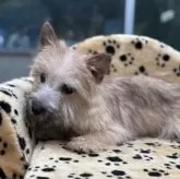 ケアーンテリア【大阪府・女の子・2025年5月10日・レッド】の写真10