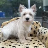 ケアーンテリア【大阪府・男の子・2025年5月10日・クリーム】の写真10