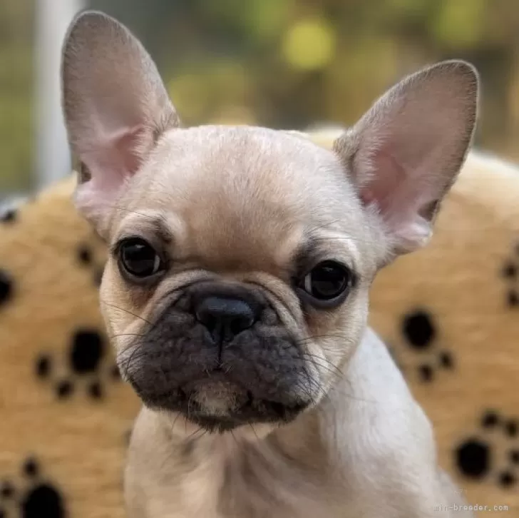 フレンチブルドッグ【大阪府・女の子・2025年8月23日・フォーン】の写真1