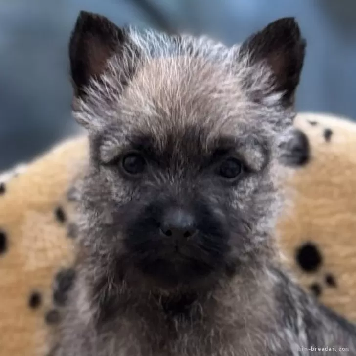 ID:2503-05162の子犬