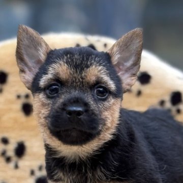 ノーリッチテリア【大阪府・男の子・2025年10月11日・ブラック&タン】の写真「わんぱくで明るい男の子」