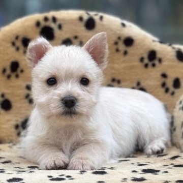 ケアーンテリア【大阪府・男の子・2025年10月10日・クリーム】の写真「人間大好き、遊ぶの大好きな男の子」