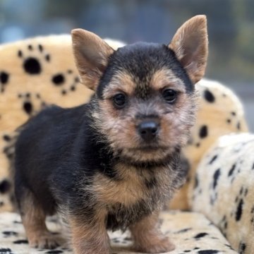 ノーリッチテリア【大阪府・女の子・2025年10月11日・ブラック&タン】の写真「活発な明るいお茶目な女の子」