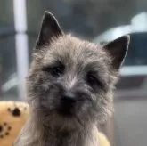 ケアーンテリア【大阪府・男の子・2024年9月20日・ブリンドル】の写真1