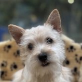 ケアーンテリア