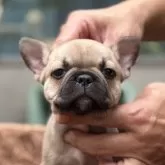 フレンチブルドッグ