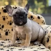 フレンチブルドッグ【大阪府・女の子・2025年8月23日・フォーン】の写真2