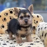 ノーリッチテリア【大阪府・女の子・2025年10月11日・ブラック&タン】の写真2